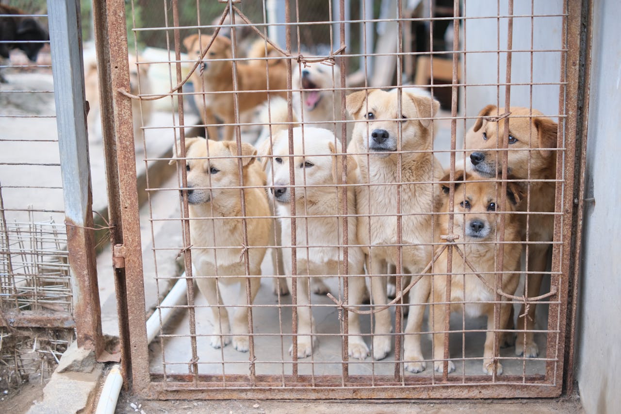 menu-05 Multiple dogs in a shelter cage, highlighting the need for adoption and animal care.