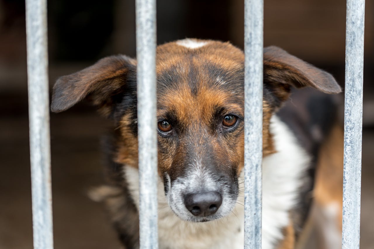 menu-01 A mixed-breed dog gazes thoughtfully through the bars of its kennel.