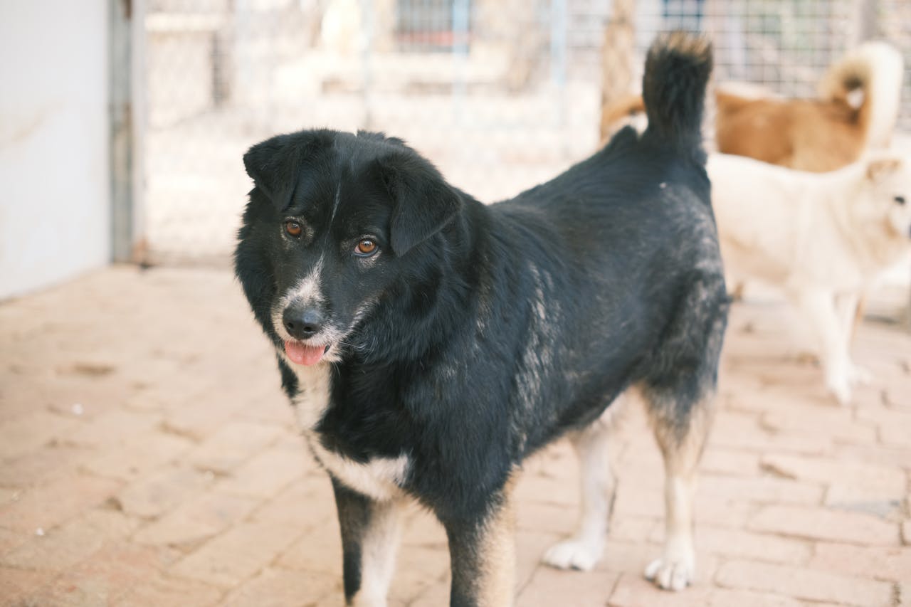 Black and white mixed-breed dog in a shelter with other dogs, bright indoor setting.