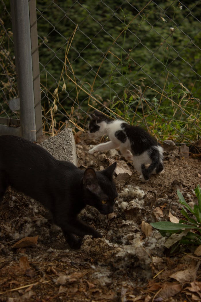 menu-17 A black cat and bicolor kitten playing outdoors with a fence and foliage background.