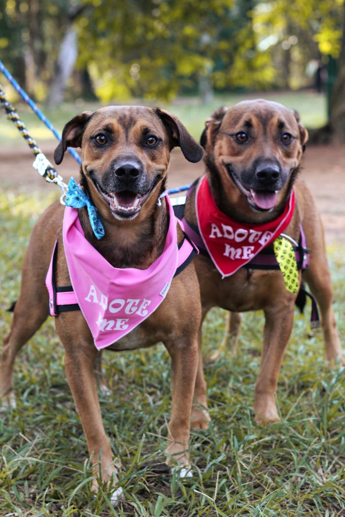 menu-15 Cheerful dogs wearing 'Adopt Me' bandanas in a lush green park, ready for a new home.