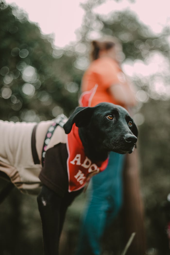 Black dog in adoptable vest outdoors at pet event in São Paulo.