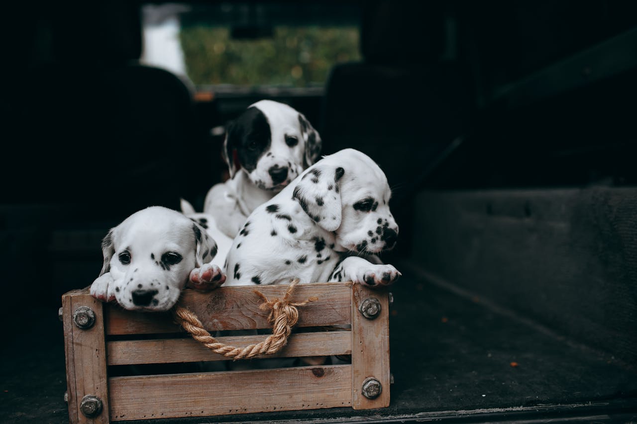 menu-04 Three Dalmatian puppies sitting in a wooden crate inside a vehicle, showcasing their playful and curious nature.