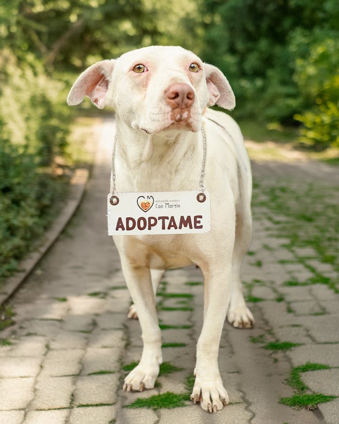 Charming white dog with adoption sign outdoors, seeking a loving home in Peru.