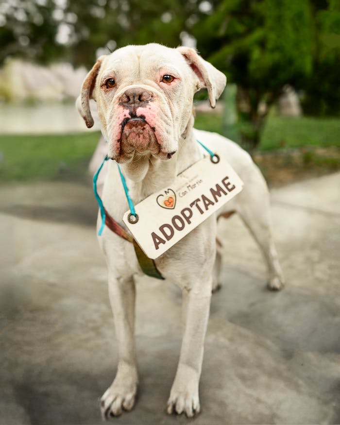 menu-12 A lovable dog wearing an 'Adopt Me' sign, inviting adoption in an outdoor setting in Peru.