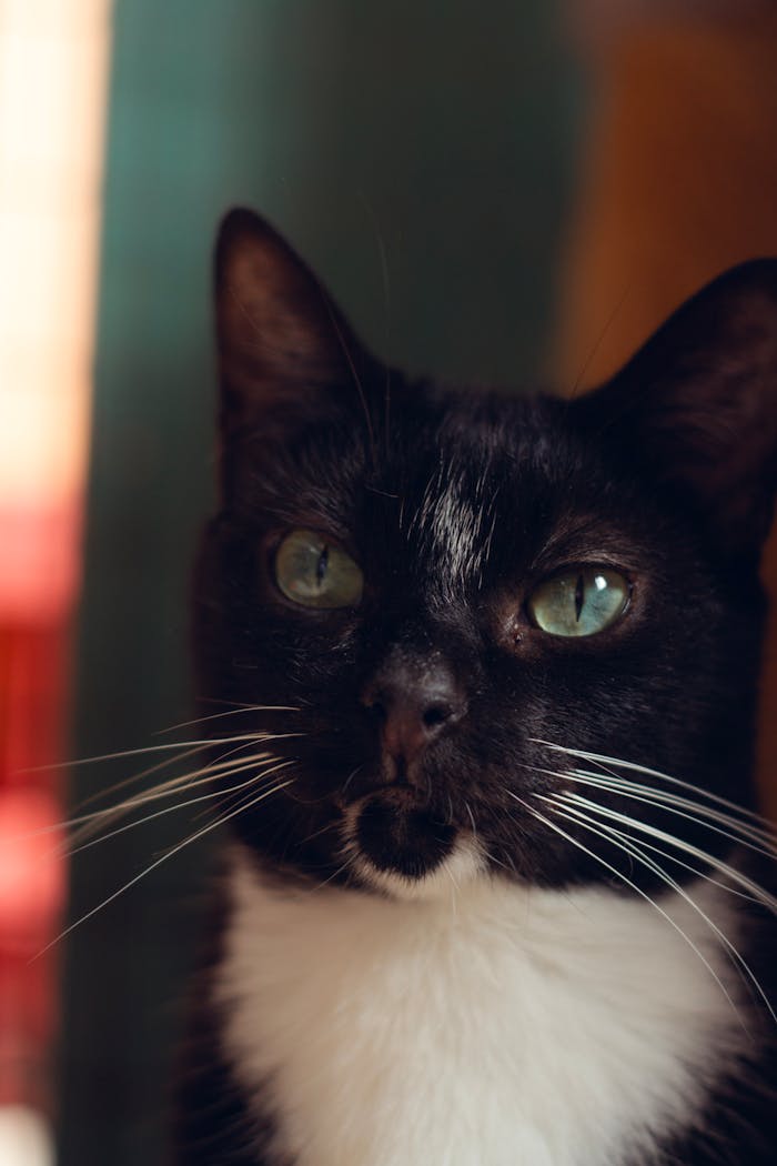 Close-up portrait of a black and white cat with green eyes, suitable for adoption themes.