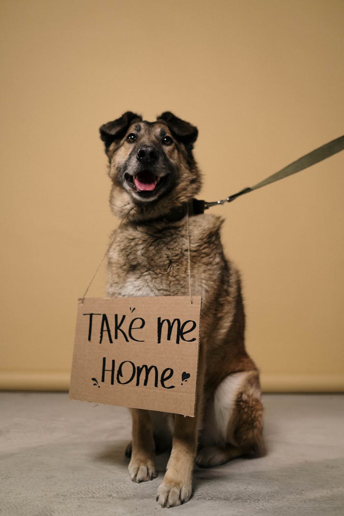 Adorable German Shepherd with a cardboard sign asking for adoption.